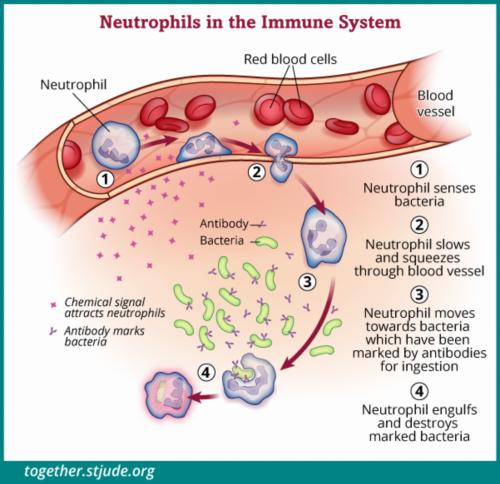 A neutrophil is a type of white blood cell that helps the body fight infection by engulfing and destroying bacteria.