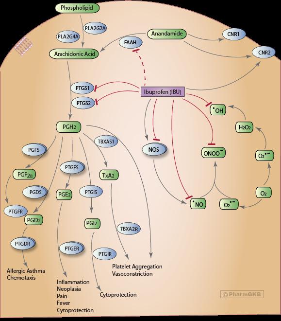 This image shows the arachidonic acid cascade and the sites of action of nonsteroidal anti-inflammatory drugs (NSAIDs).