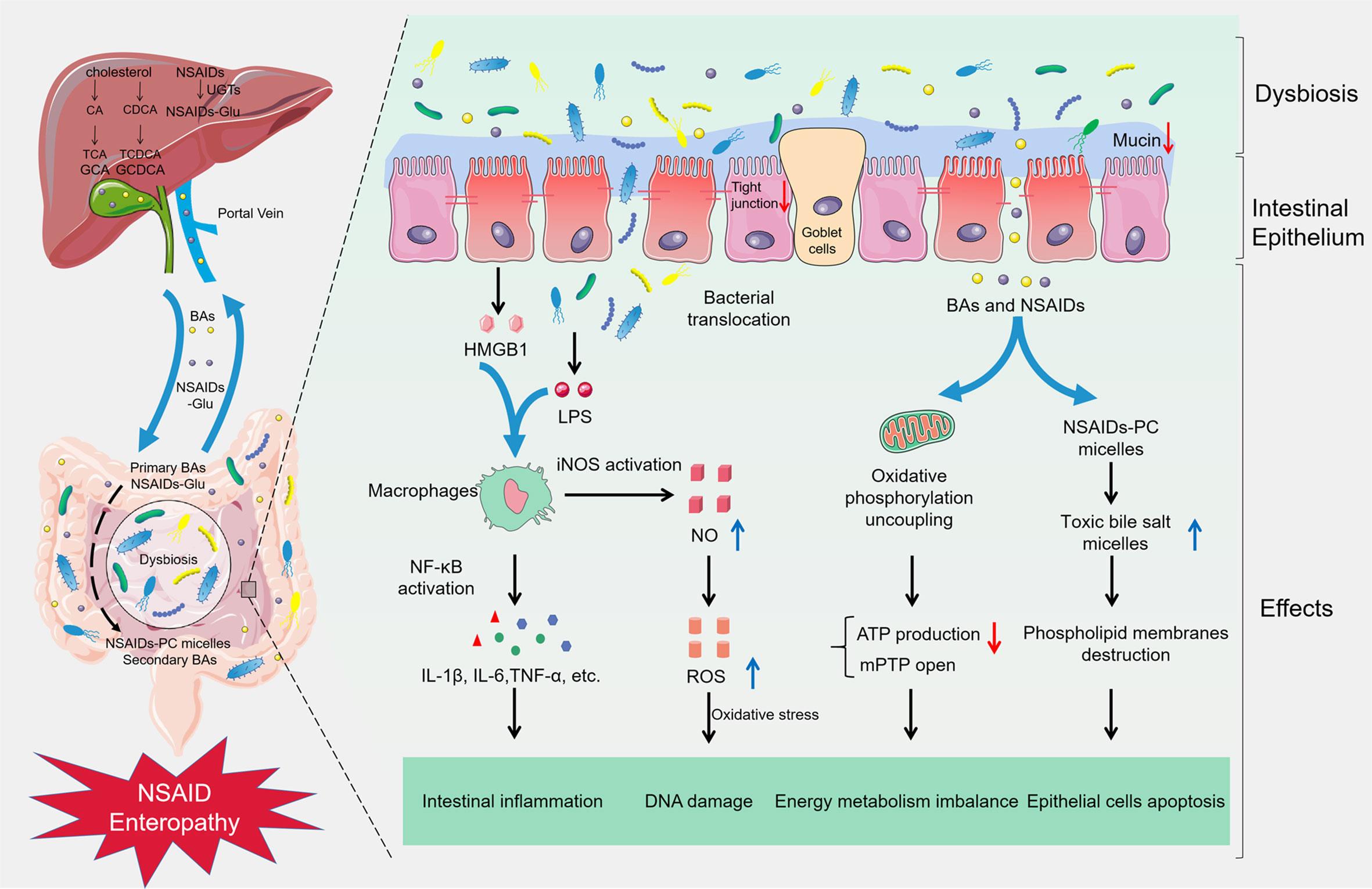 A schematic diagram showing the detrimental effects of NSAIDs on the intestinal epithelium.