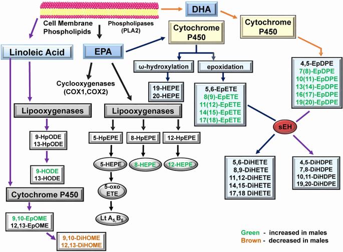 Overview of the metabolism of essential fatty acids to bioactive lipid mediators.