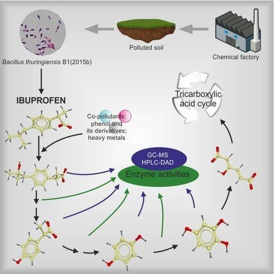 A diagram showing the biodegradation pathway of ibuprofen by Bacillus thuringiensis B1(2015b).