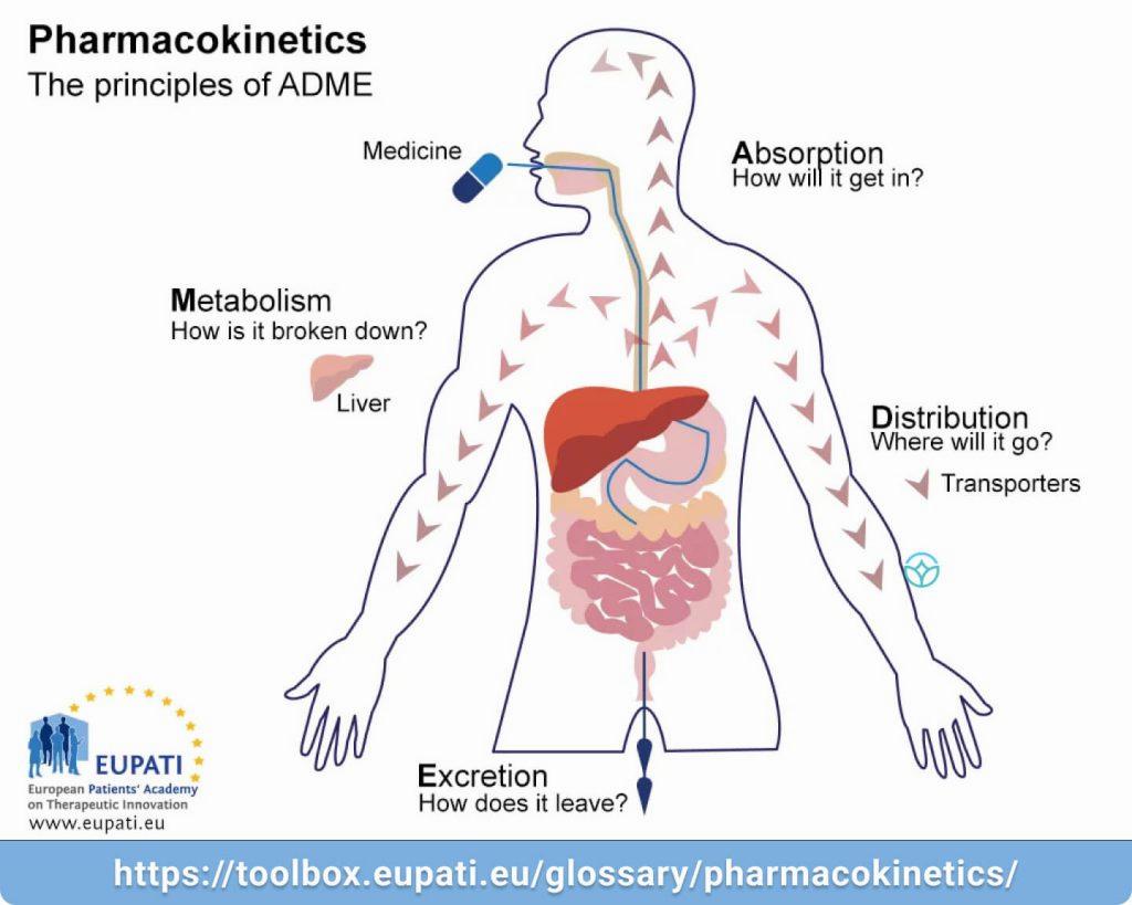 A diagram showing the principles of pharmacokinetics: absorption, distribution, metabolism and excretion.