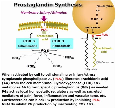 This image is a diagram showing the synthesis of prostaglandins from arachidonic acid.