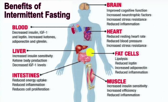 A diagram showing the benefits of intermittent fasting on various parts of the body, including the brain, heart, liver, intestines, fat cells, and muscles.