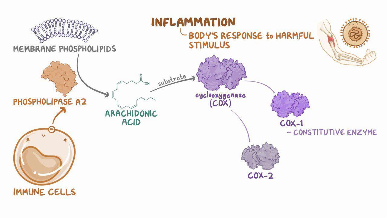 This image shows the process of inflammation, where immune cells release phospholipase A2, which converts arachidonic acid into inflammatory mediators via the COX pathway.