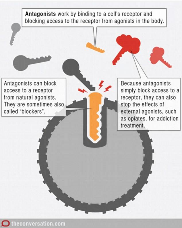 A key (antagonist) blocks access to a receptor site, preventing other keys (agonists) from binding to it.