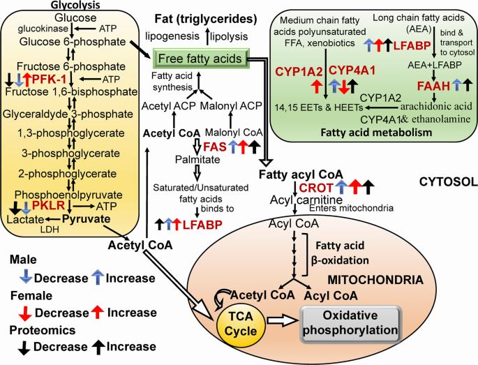 A schematic overview of hepatic lipid metabolism in males and females.