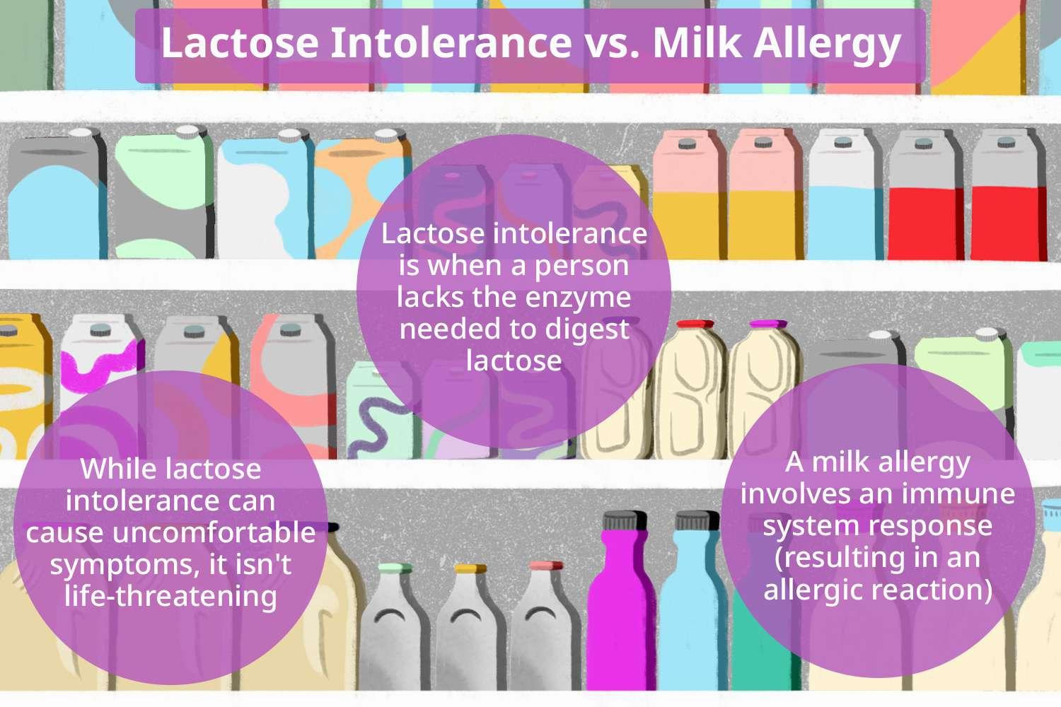 Lactose intolerance is when a person lacks the enzyme needed to digest lactose, while a milk allergy involves an immune system response.