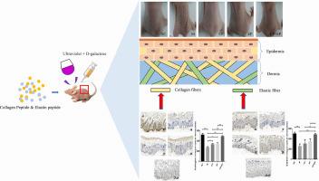 The figure shows the process of injectable self-assembly peptide hydrogel for skin regeneration.