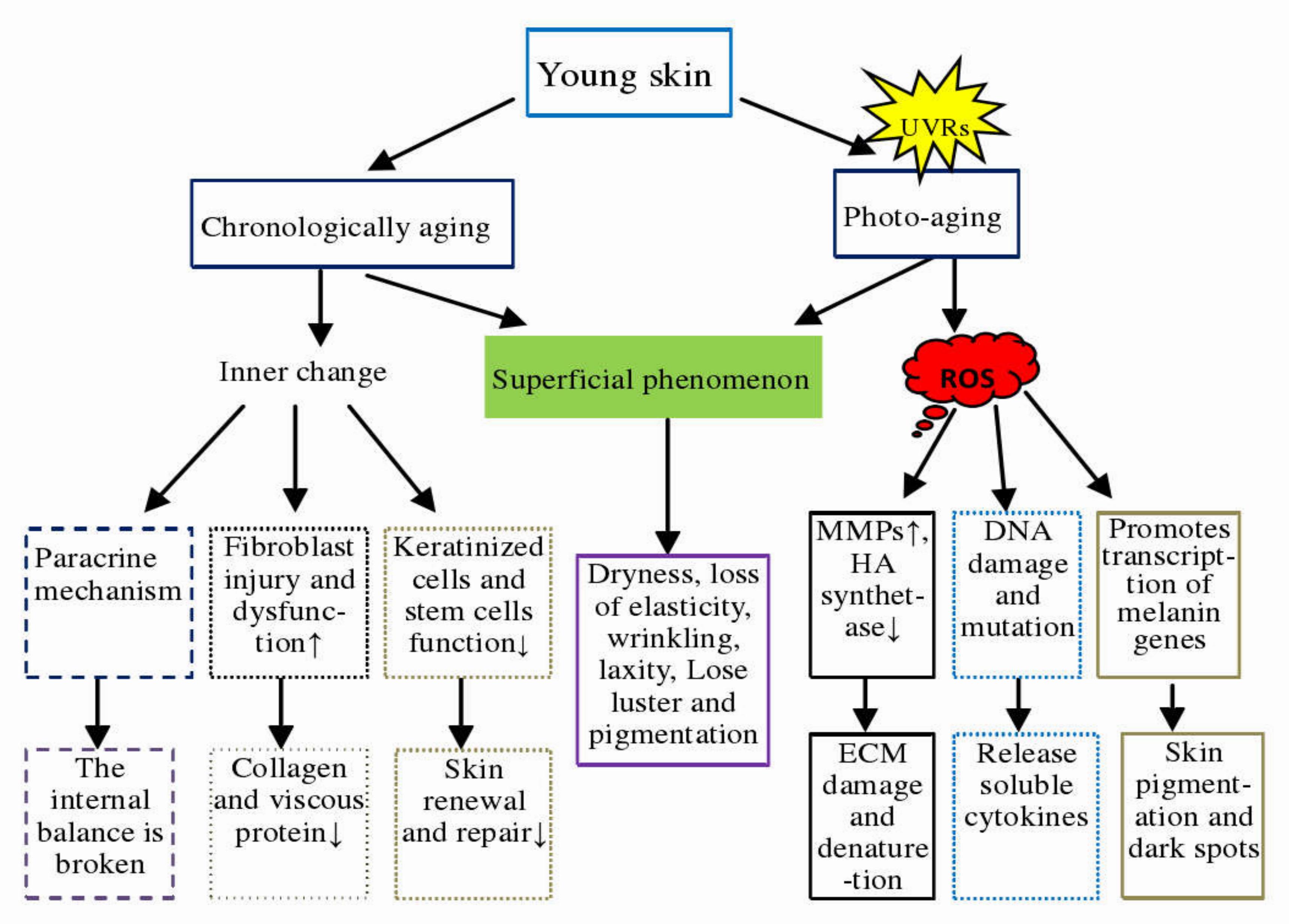 A representation of the skin aging process, showing the two types of aging (chronological and photoaging), their causes and consequences.