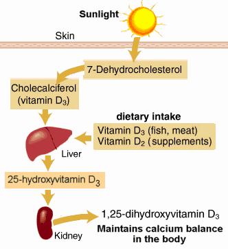 This image shows the production of vitamin D3 in the skin and its subsequent metabolism in the liver and kidney.