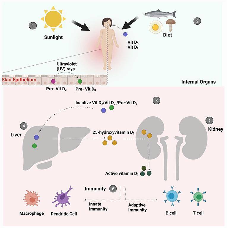 A diagram showing the metabolism and immunoregulatory effects of vitamin D.