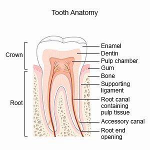 A diagram showing the anatomy of a tooth including the crown, root, enamel, dentin, pulp chamber, gum, bone, supporting ligament, root canal, pulp tissue, accessory canal, and root end opening.
