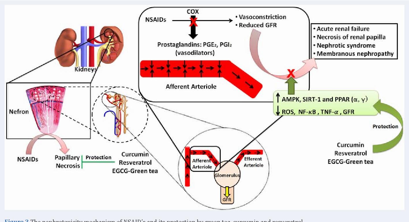 How Ibuprofen Affects the Kidneys Risks and