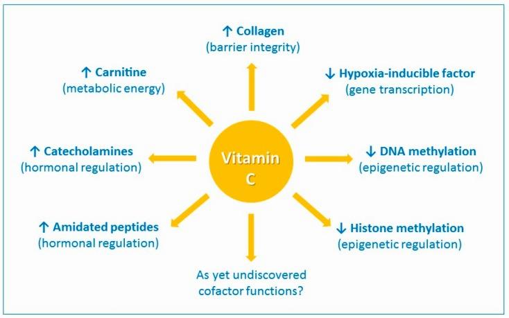 A diagram showing the various physiological processes that vitamin C is involved in.