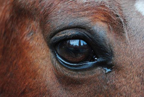 A close-up of a dark brown horses eye.