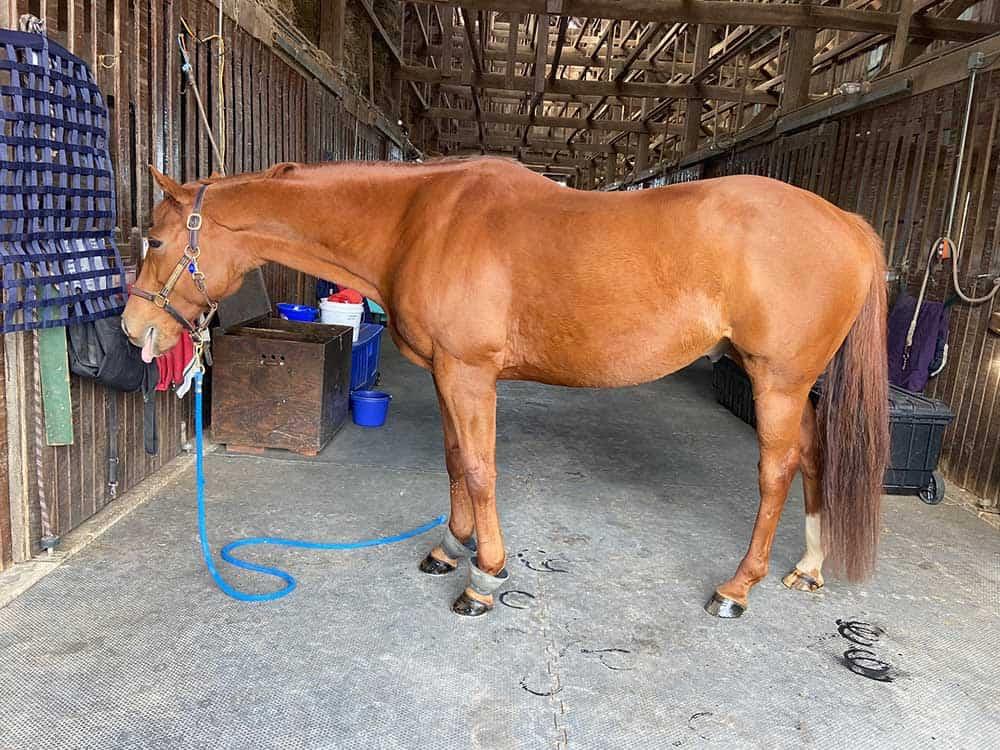 A chestnut horse standing in a stall with a blue lead rope attached to a halter.