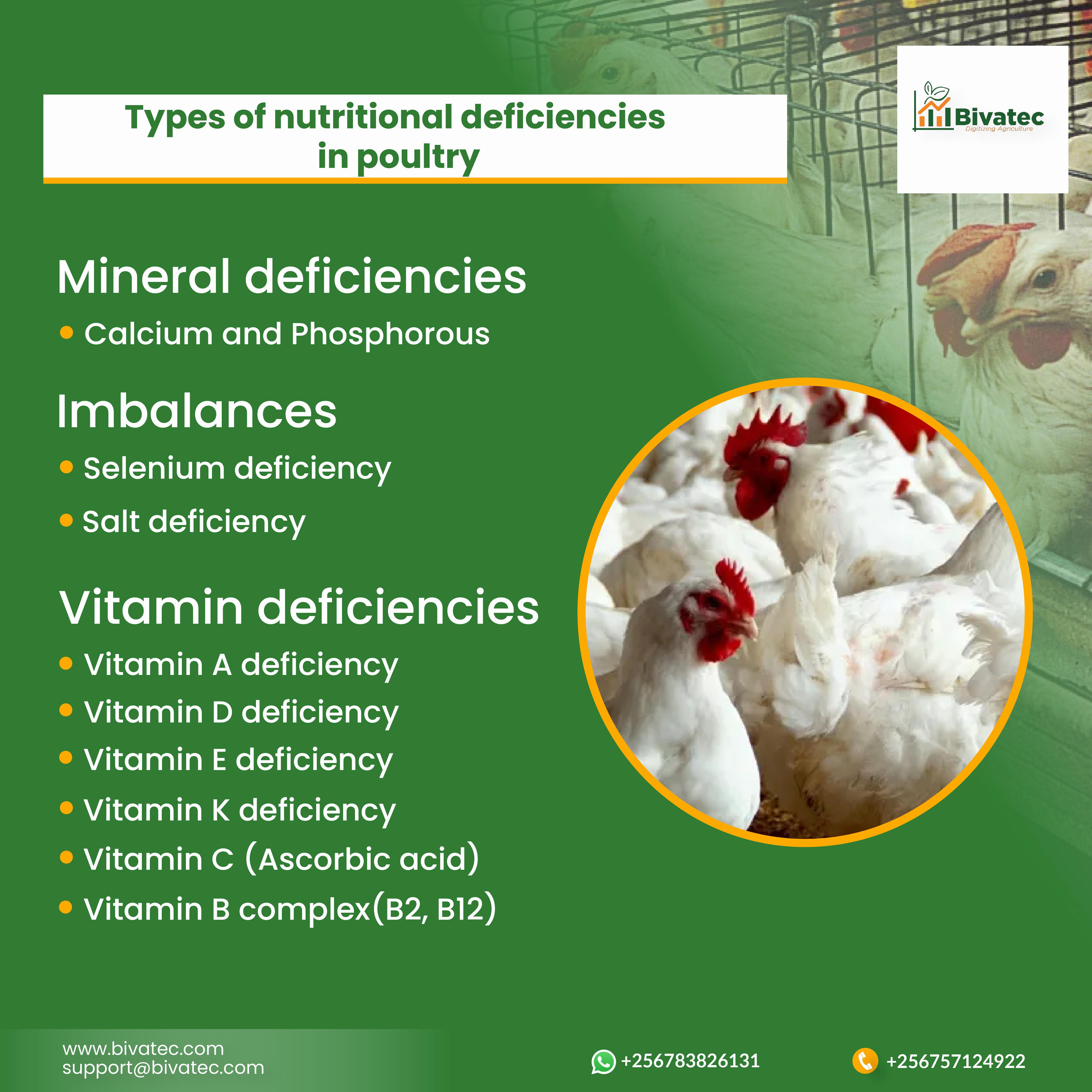 A table that lists the different types of nutritional deficiencies in poultry, which are mineral deficiencies, imbalances, and vitamin deficiencies.