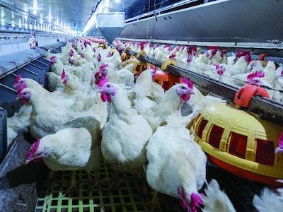 A group of white chickens standing on a conveyor belt in a poultry farm.