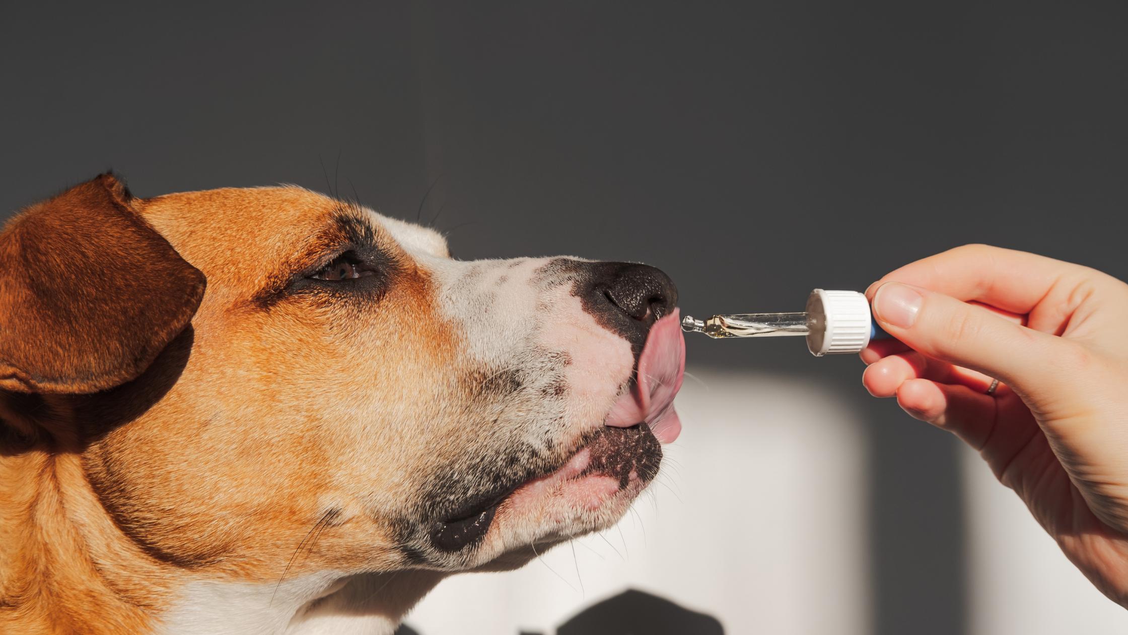 A close-up of a dog being given medicine by its owner.