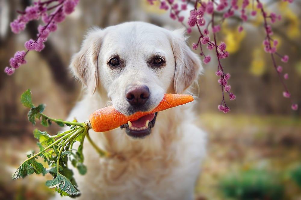 A golden retriever dog holds a carrot in its mouth.