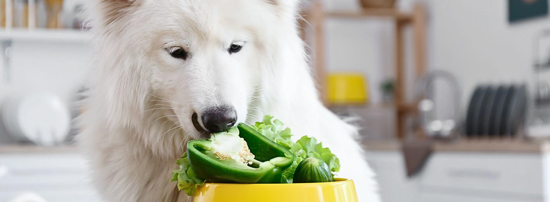 A white dog eats green peppers from a yellow bowl.