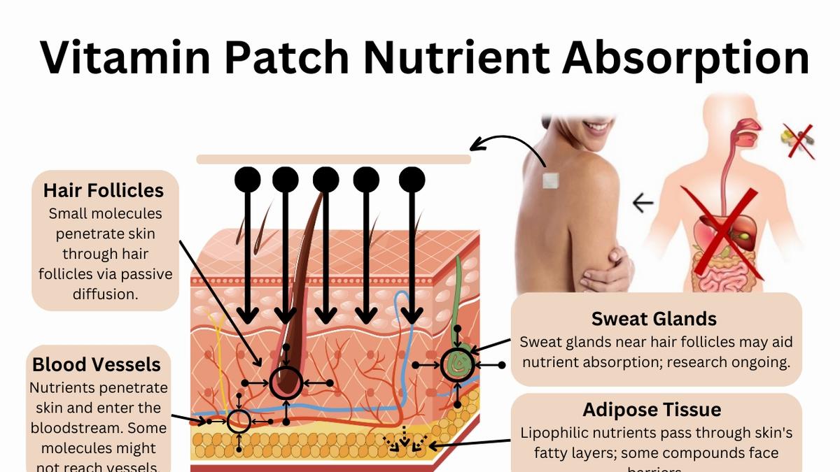 A diagram showing how nutrients from a vitamin patch can be absorbed through the skin, either through hair follicles, sweat glands, or directly into the bloodstream.