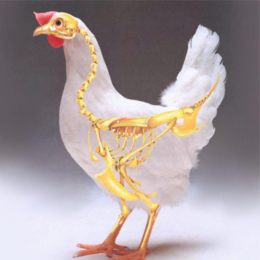 A diagram of the skeletal system of a chicken, showing the bones in yellow and the rest of the chicken in white.