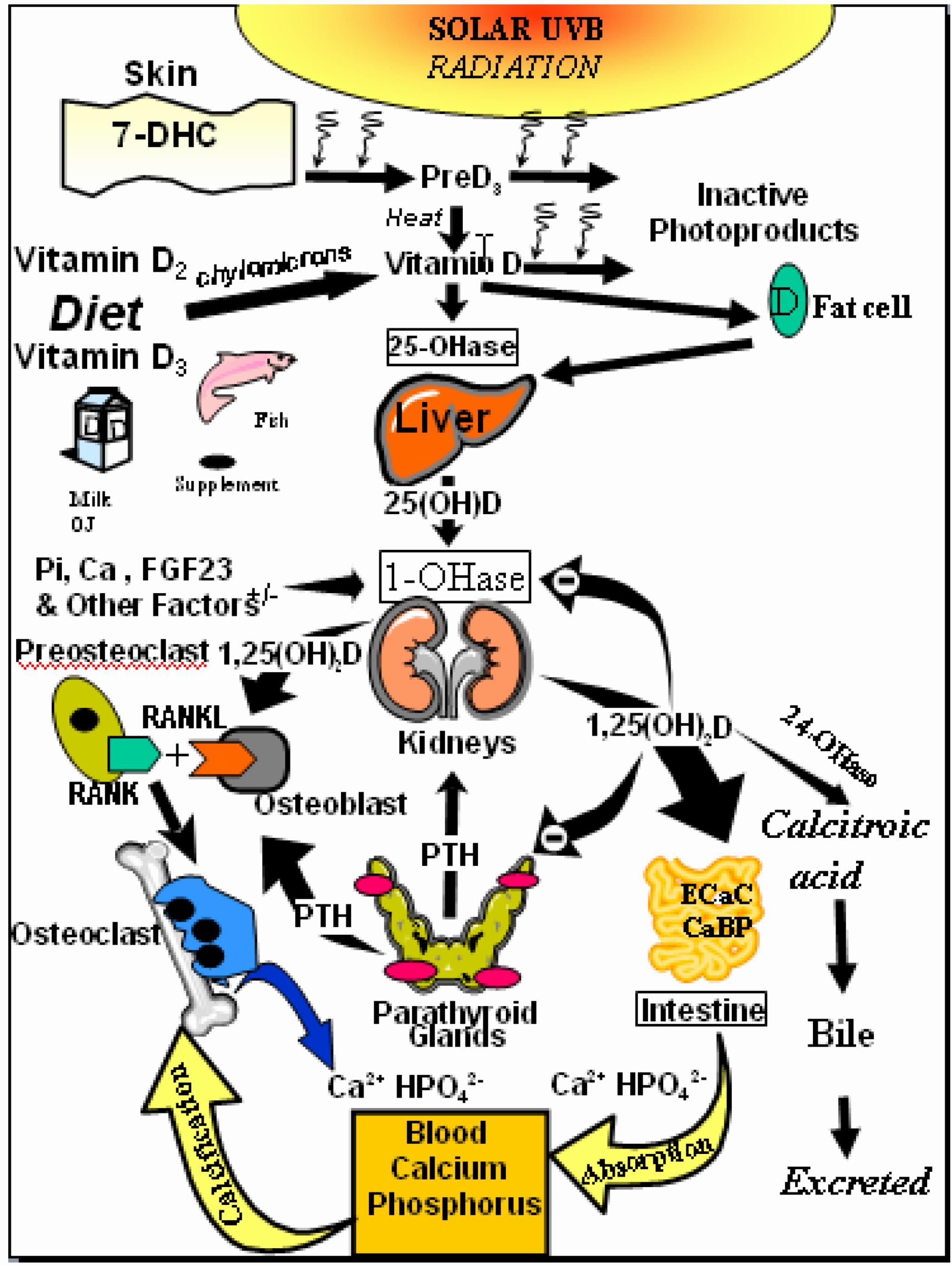 This image shows the metabolism of vitamin D and its effects on calcium and phosphate homeostasis.