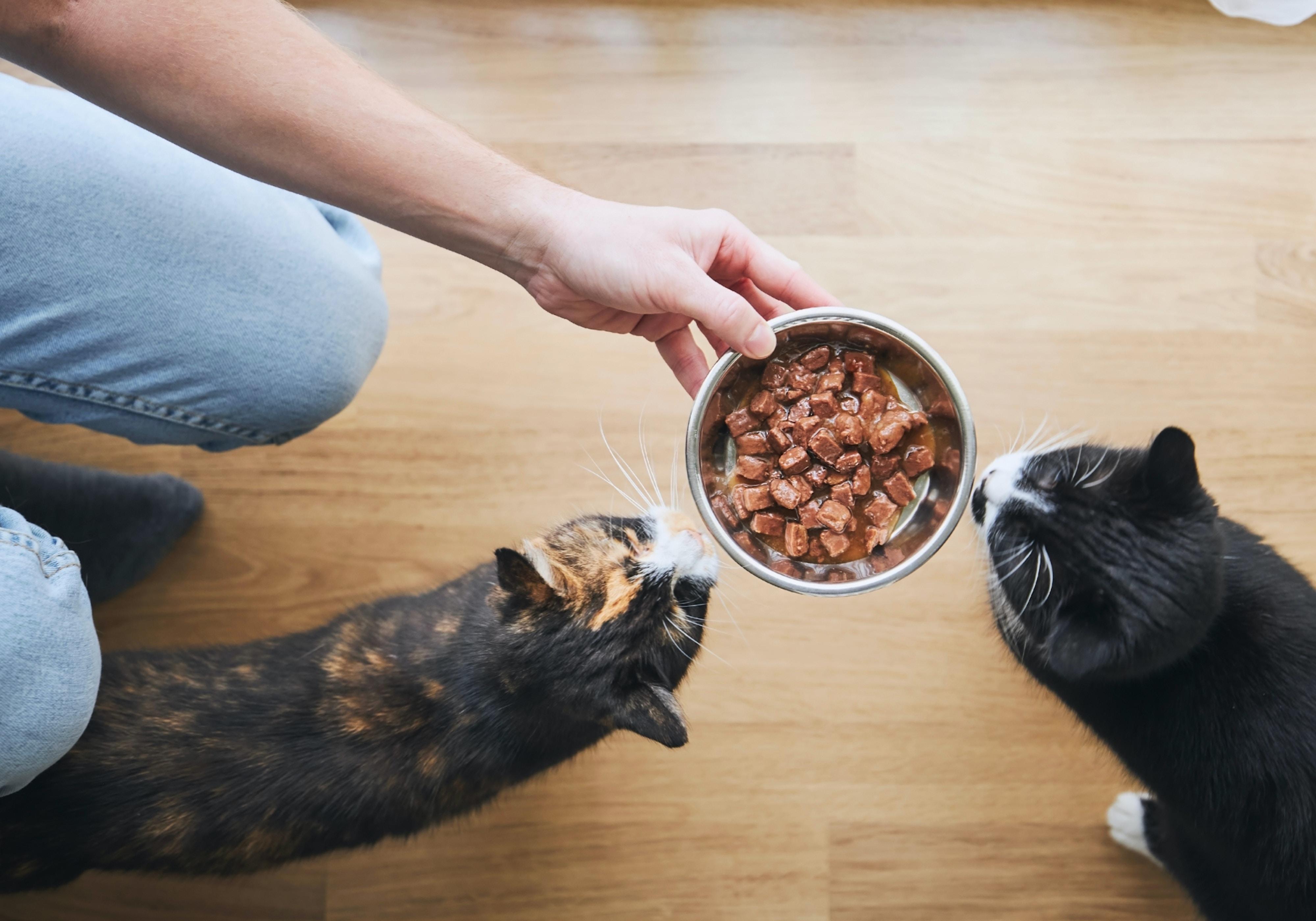 A person is kneeling on the floor and holding a bowl of cat food, and two cats are looking at the food.