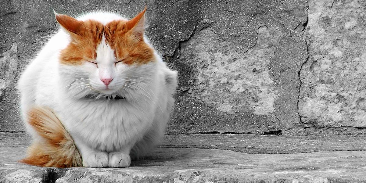 A white cat with orange patches on its face and tail is sitting on a stone step with its eyes closed.