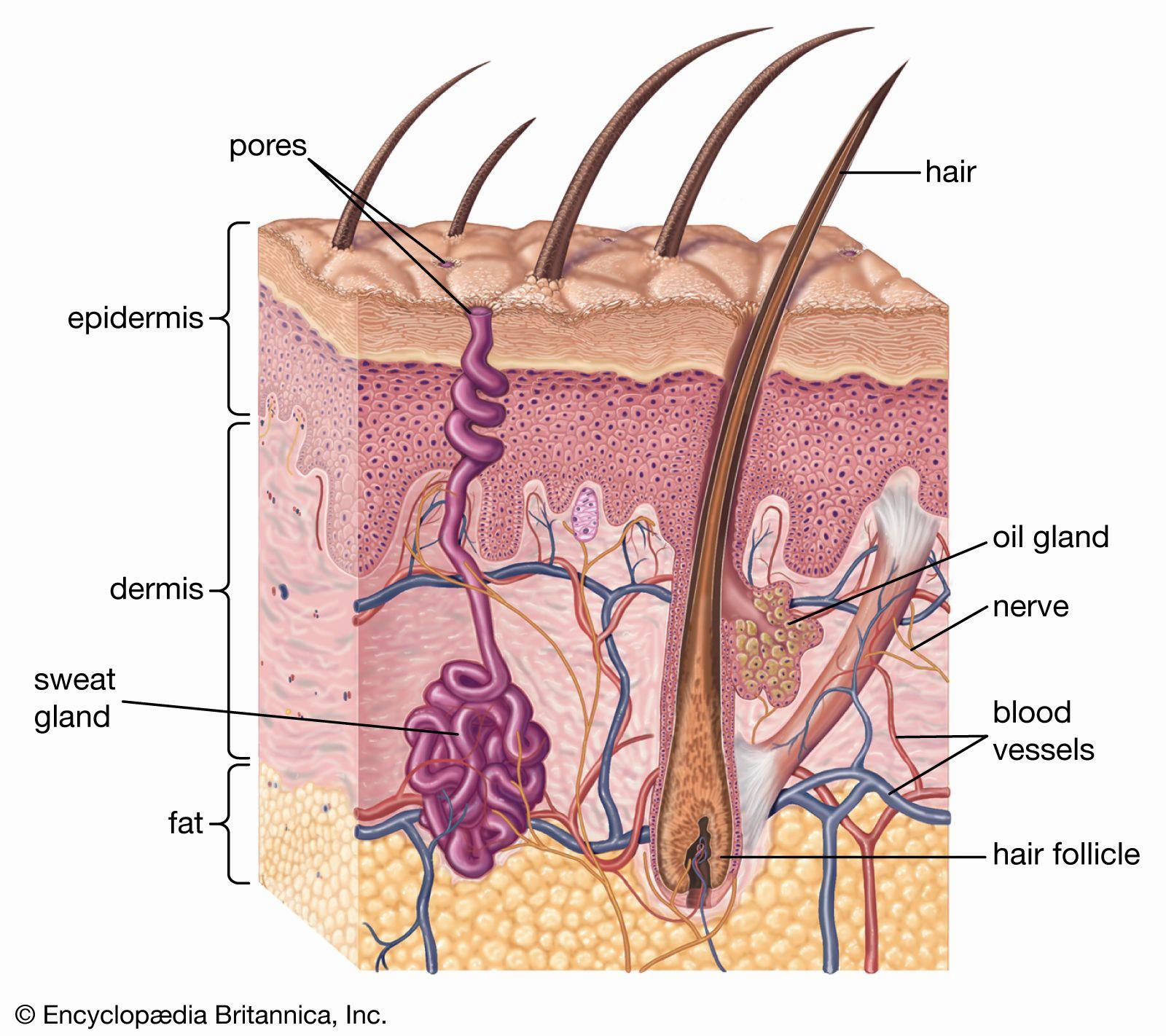 A diagram showing the hair follicle, sweat gland, oil gland, and blood vessels in the dermis layer of the skin, and the hair shaft, pore, and sebaceous gland in the epidermis layer.