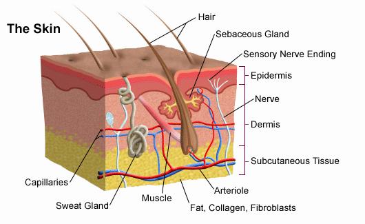 A diagram showing the three layers of the skin: the epidermis, dermis, and subcutaneous tissue.