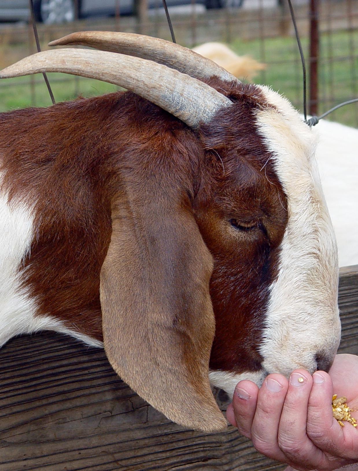 A brown and white goat eats grain from a persons hand.