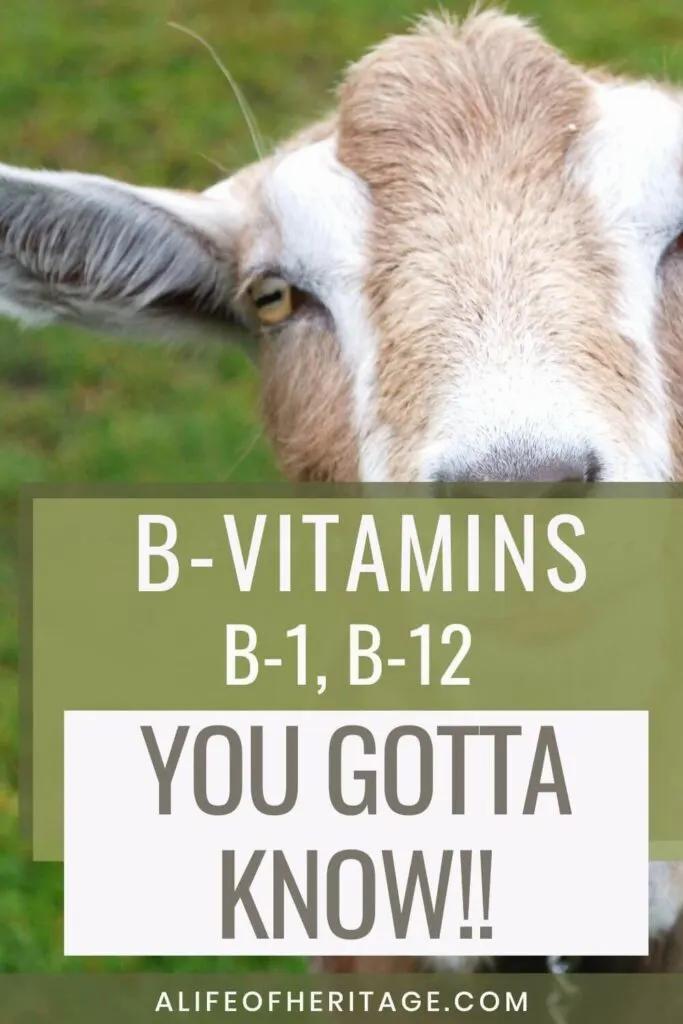 A brown and white goat is looking at the camera with text overlay, reading: B-vitamins B1, B12 you gotta know!!