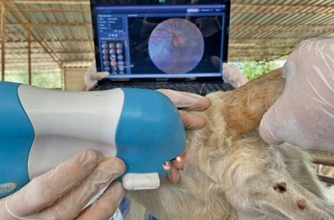 A veterinarian uses an ultrasound scanner to examine a goats eye.