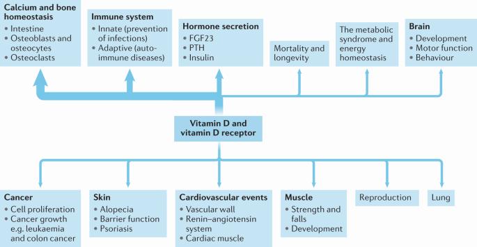 A diagram showing the effects of vitamin D and the vitamin D receptor on various bodily functions, including calcium and bone homeostasis, the immune system, hormone secretion, cancer, skin health, cardiovascular events, muscle strength and development, reproduction, and lung function.
