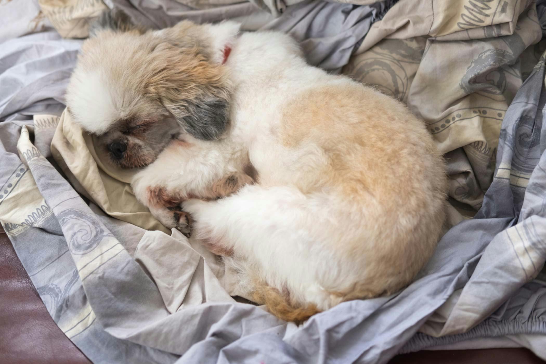 A small dog curled up and sleeping on a blanket.