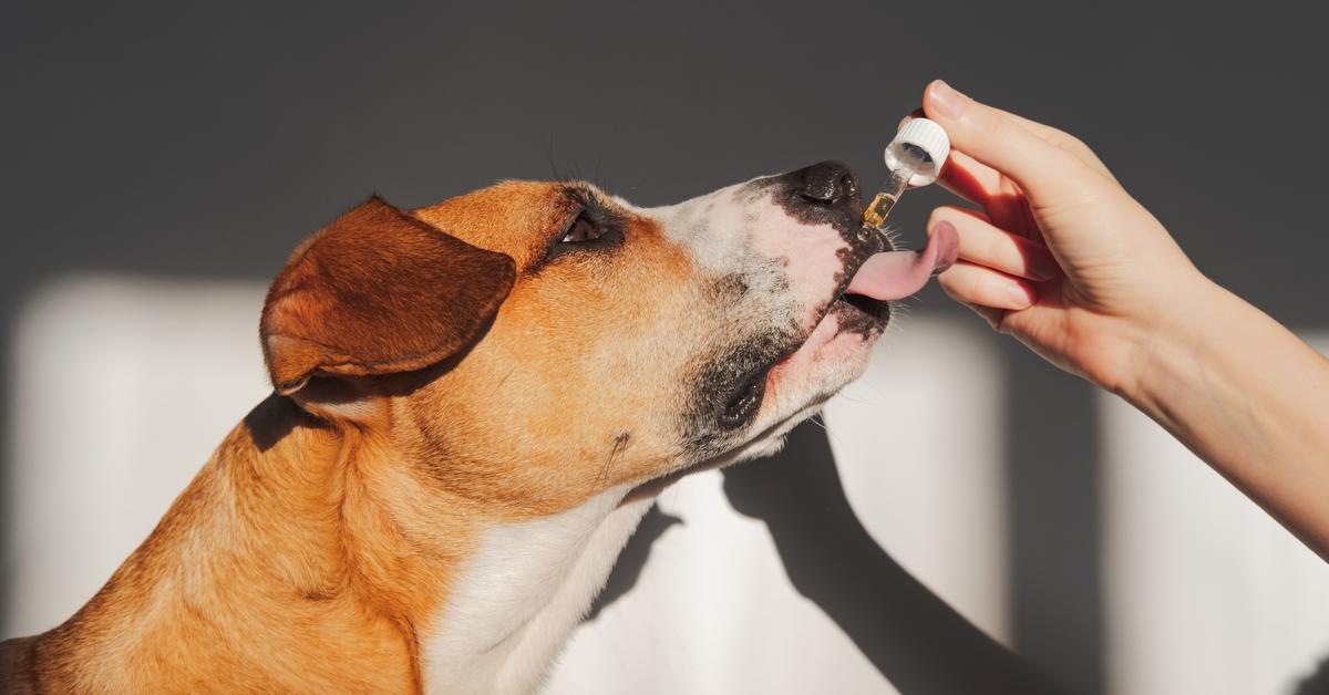 A dog being given medicine from a dropper.