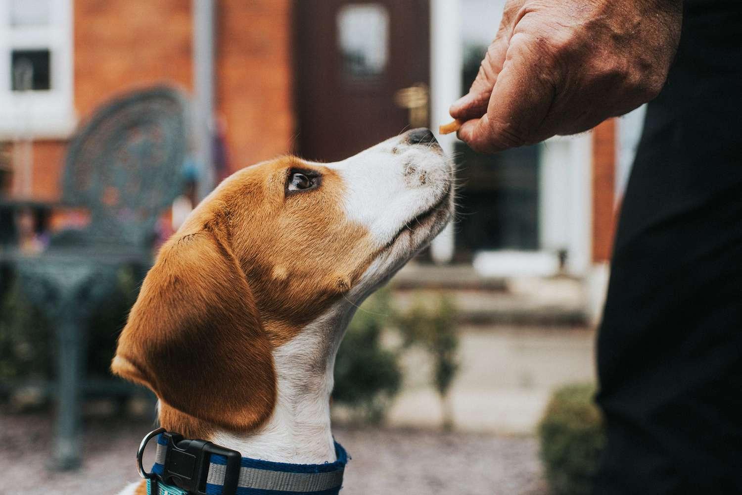 A Beagle dog looking up at a hand holding a treat.