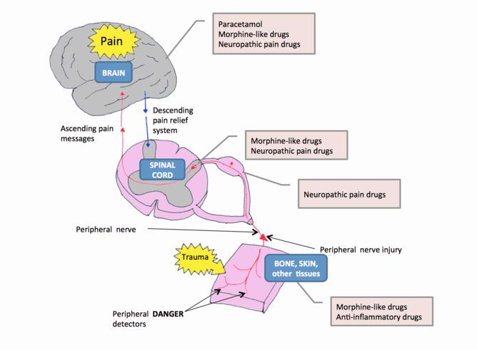 A diagram showing the transmission of pain signals from the peripheral nervous system to the brain and the different types of drugs that can be used to treat pain.