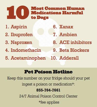 A chart of the ten most common human medications that are harmful to dogs.