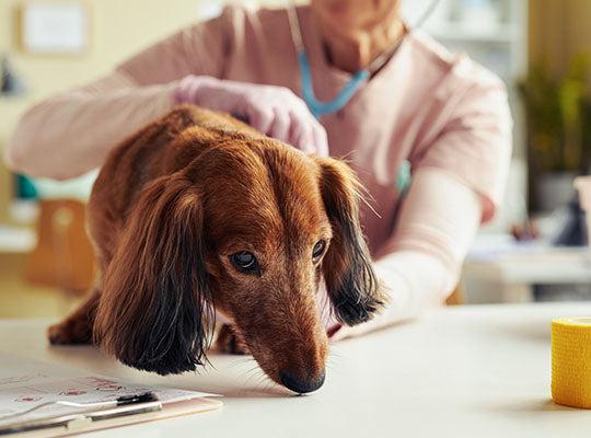 A veterinarian examines a dachshund.