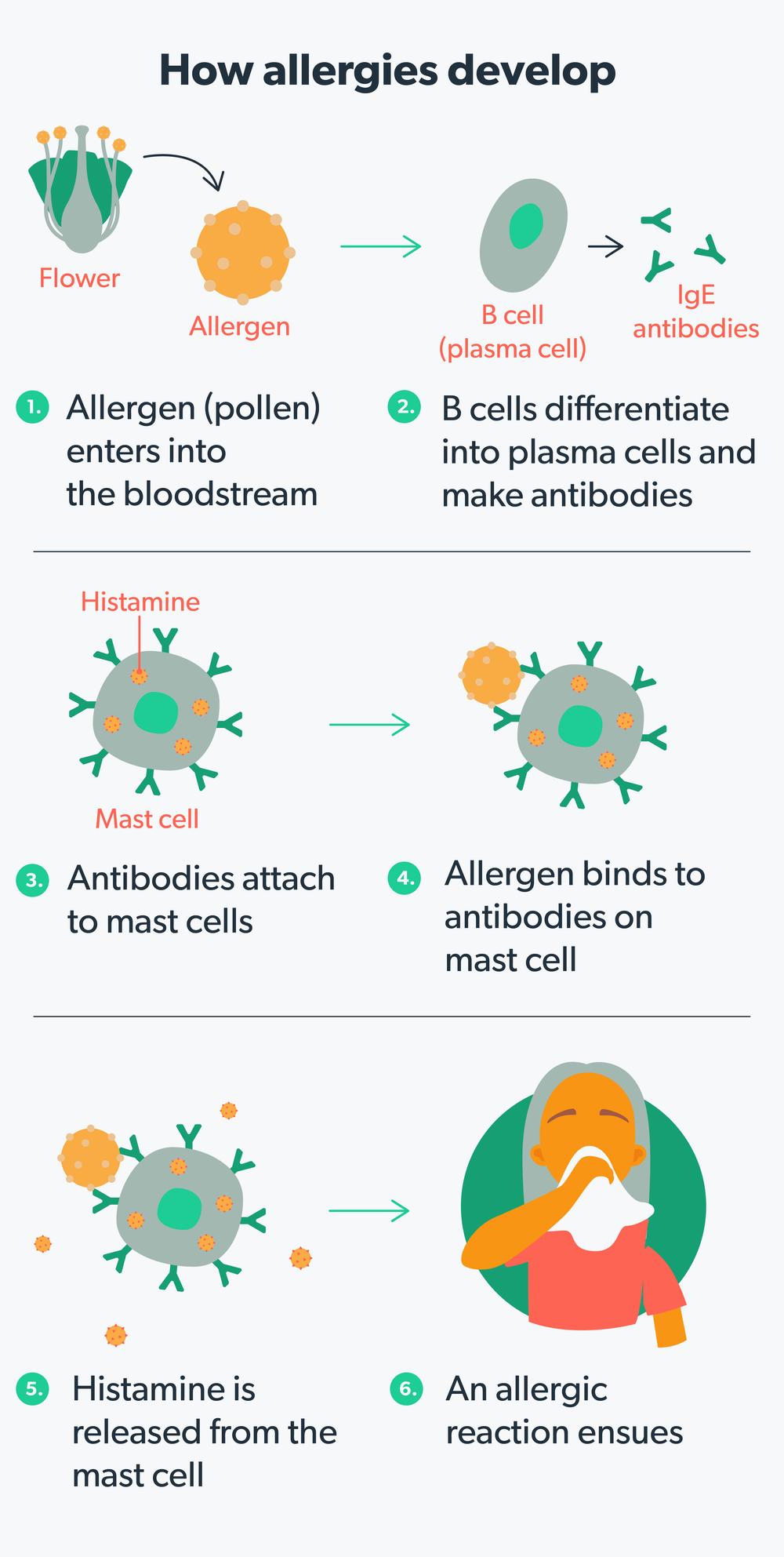 The image describes the process of how allergies develop, from the allergen entering the bloodstream to the release of histamine and the ensuing allergic reaction.