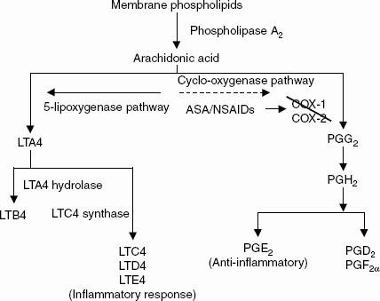 Overview of the arachidonic acid cascade.