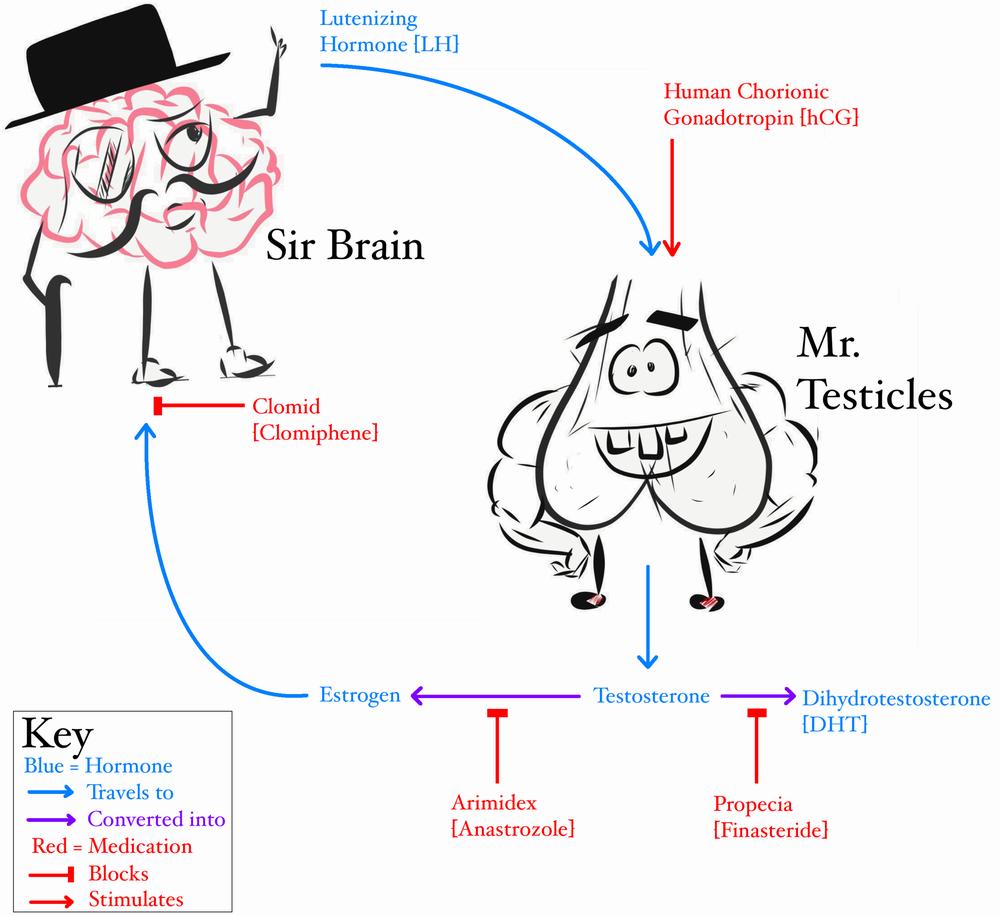 A diagram showing the relationship between the brain, the pituitary gland, the testes, and the hormones involved in male reproduction.