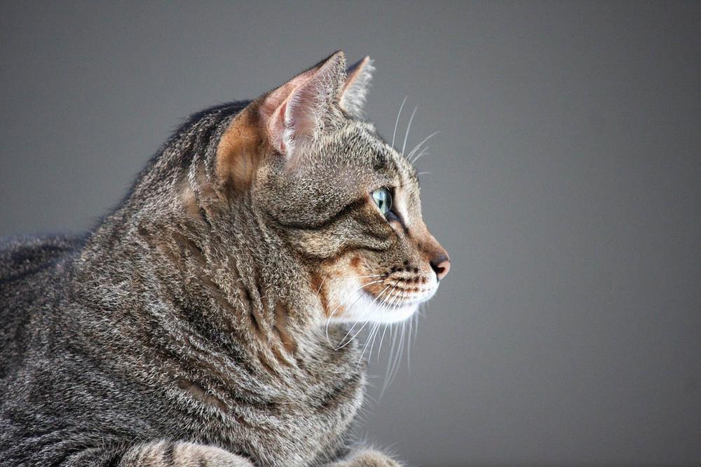 A gray tabby cat is sitting in profile with his eyes wide open.