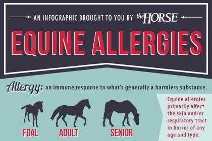 A dark blue banner with red text reading Equine Allergies and a graphic of three horses - a foal, an adult, and a senior - with text beside them indicating that equine allergies can affect horses of any age and type, and primarily affect the skin and/or respiratory tract.