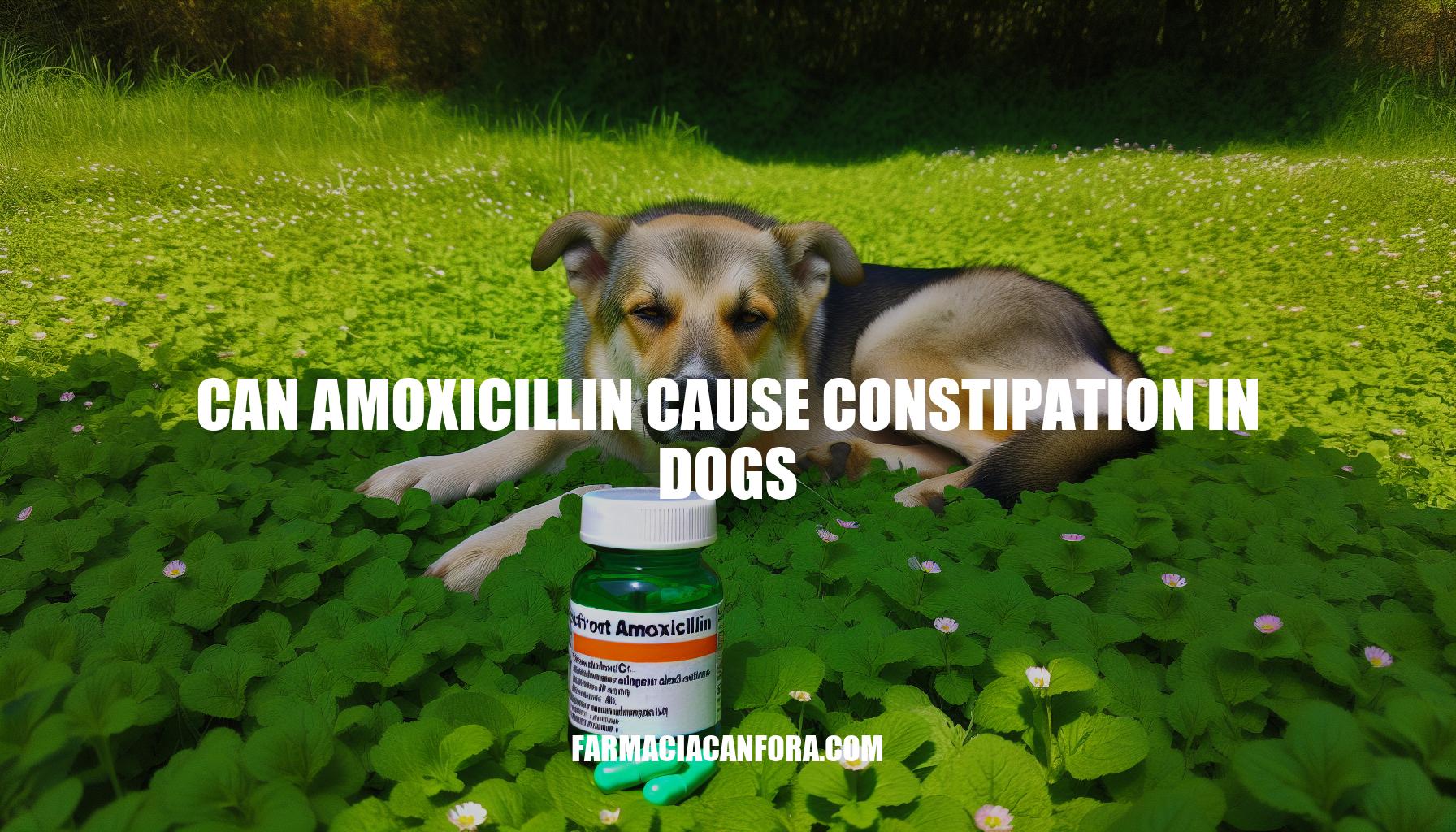 Can Amoxicillin Cause Constipation in Dogs: Know the Facts
