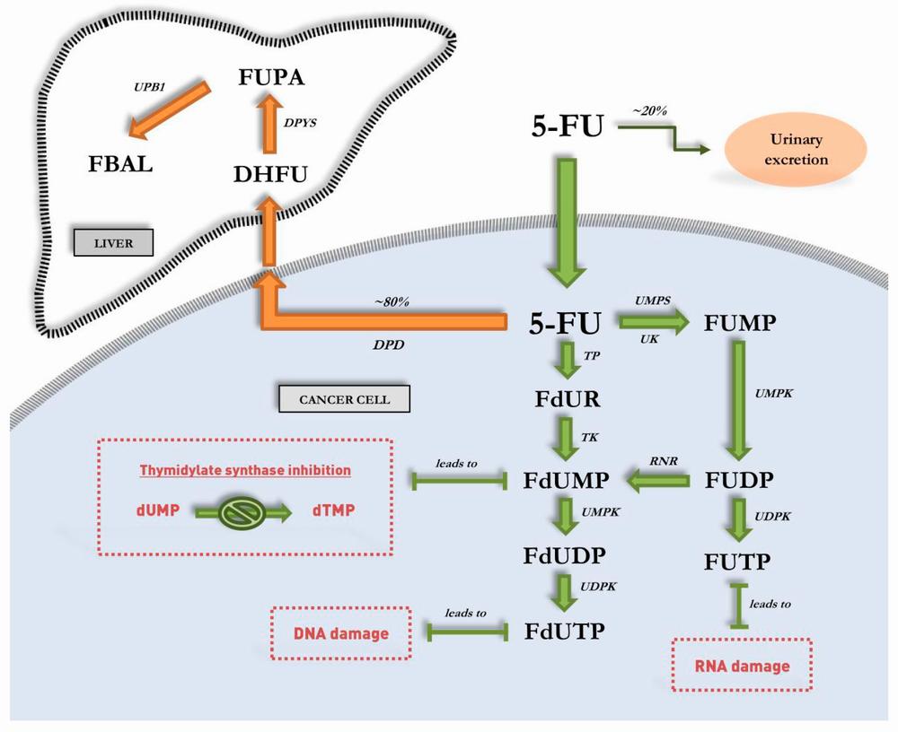 A schematic overview of the metabolism of 5-fluorouracil (5-FU) and its metabolic pathways.